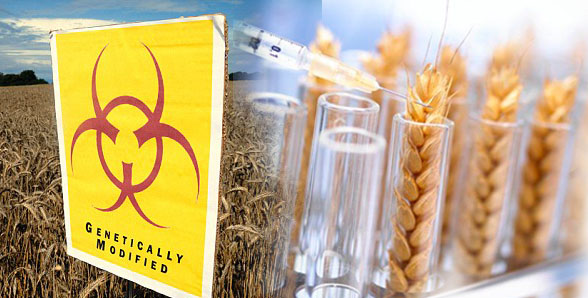 gmo-psenica